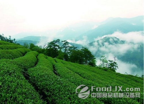 武夷山出臺十三五茶產(chǎn)業(yè)規(guī)劃